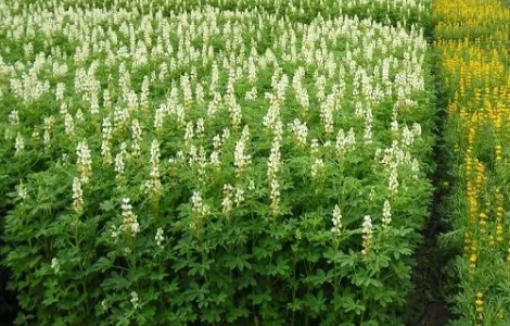 Люпин. Семена люпина могут использоваться как сидерат и для прготовления пищи