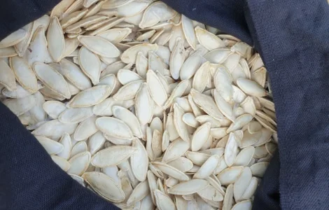 Посадкове гарбузове насіння Турки