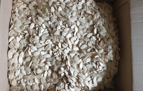 Посадкове гарбузове насіння сорту Український Багатоплідний