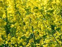 Семена озимого рапса Полярис (Раундапоустойчивый)