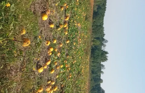 Продам посівмат гарбуза