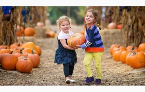 Посевмат, Семенной материал Семена тыквы Семена кабака Семена кабачка Гарбузове насiння