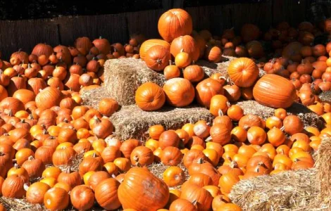 Семена посевмат посевной материал гарбуза тыквы кабачка