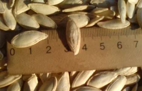 Посевмат Тыква Болгарка ( Дамский ноготь) посевной материал от производителя 1 репродукции