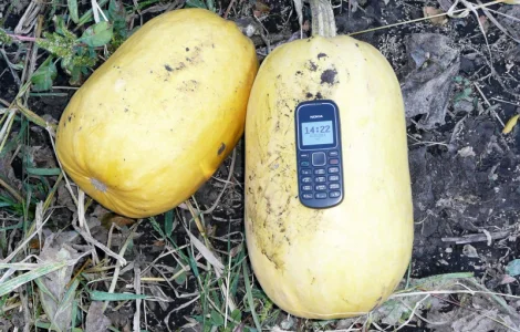 Купити посевной материал тыквы Болгарка Дамский ноготь