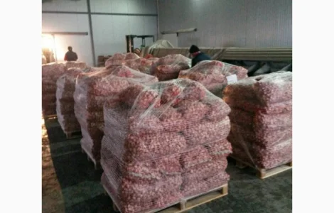 Товарний часник