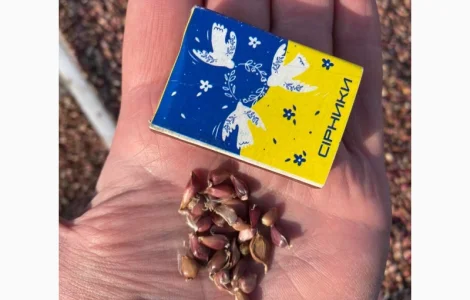 Насіння часнику - "воздушка"