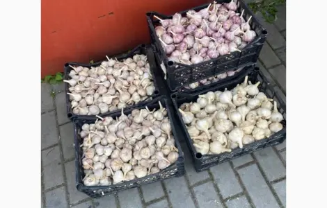 Продам чеснок разного размера есть хорошие объемы