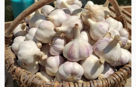 Продам часник/є багато тон в наявності