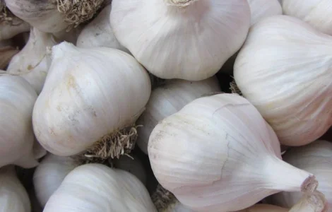 Продам часник оптом 5/10/15/20 тон