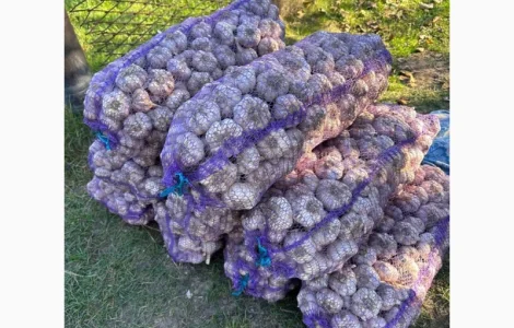 Продаж часнику оптом 5-10-15 тон