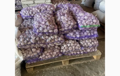 Продам товарний часник оптом 5/10/15/20 тон