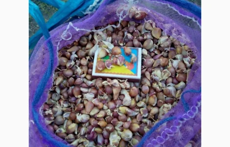 Заказ на воздушку чеснока Любаша откалиброваны 3-4мм и 4-5мм 5-7мм Доставка за наш рахунок