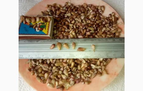 Продам часник Любаша ВОЗДУШКА насіння від 5 кг