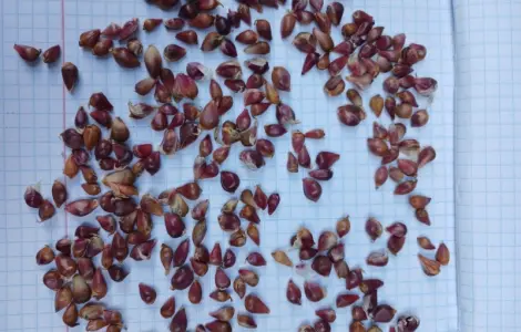 Продам часник на посадку сорта Любаша