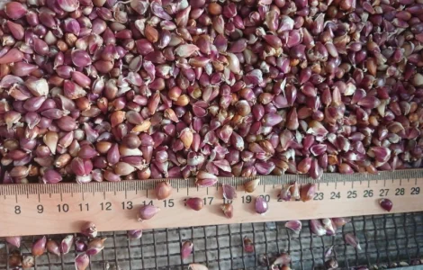 Насіння часнику сорта найкращі Української та зарубіжної селекції ВОЗДУШКА