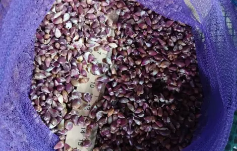 УВАГА!!! РОЗПРОДАЖ Посівний матеріал ВОЗДУШКА (повітряна кулька) ЛЮБАША