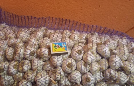 Продам ярий часник сорт Сочинський. Хорошої якості