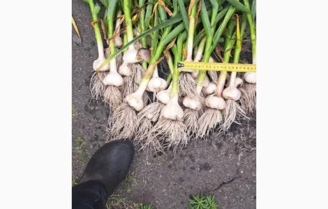 Куплю чеснок, 80грн за кг, от 3 см