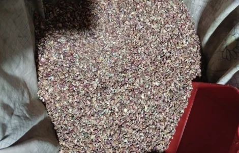 Закуповуємо воздушку часника