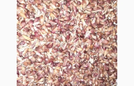 Куплю насіння воздушку часника постійно для експорту будь які обєми