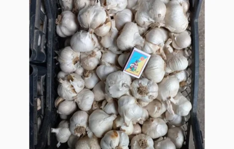 Часник ярий від "АГРО-ГАРЛІК"- Сочинський 56, Єлейський Високоурожайні сорта