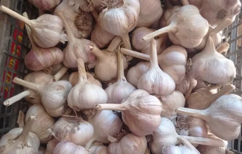 Продам часник домашній