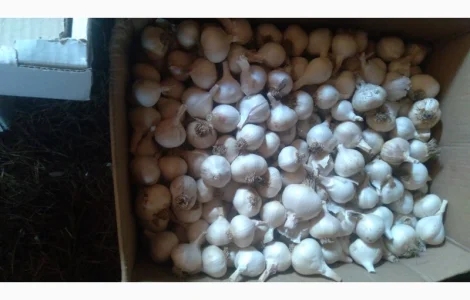 Продам домашний чеснок