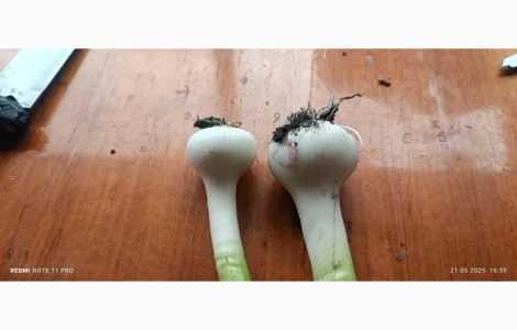 Куплю часник 4+5+6