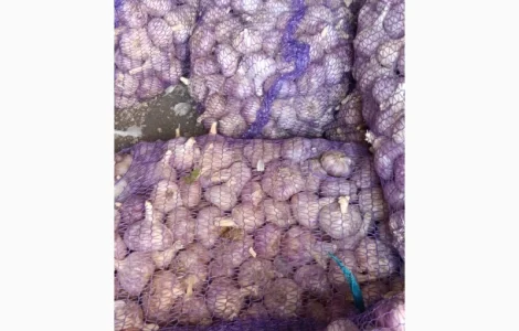 Закупка часнику всіх розмірів