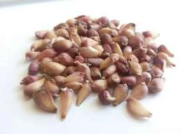 Продам чеснок сорт"Любаша"однозубку и воздушку