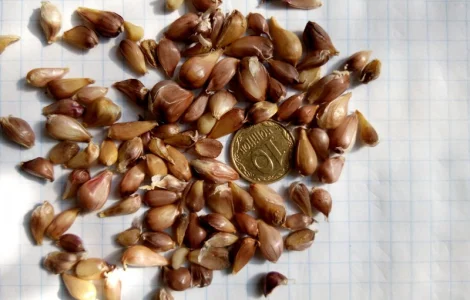 Честнок сорт «Любаша» воздушка