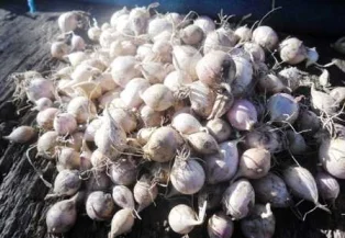 Продам чеснок "Любаша" однозубка и воздушка