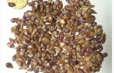 Чеснок "Любаша"воздушка и однозубка.Отличное качество собран в ручную