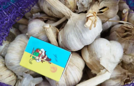 Продам часник озимий