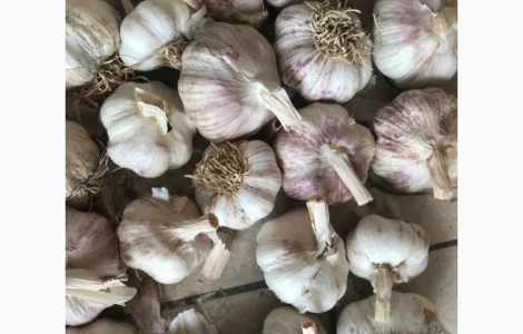 Есть покупатели чеснока на экспорт от 20 тонн Украинского