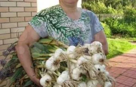 Рокамболь крупный чеснок (однозубка