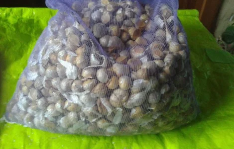 Рокамболь чеснок, детки (семена)