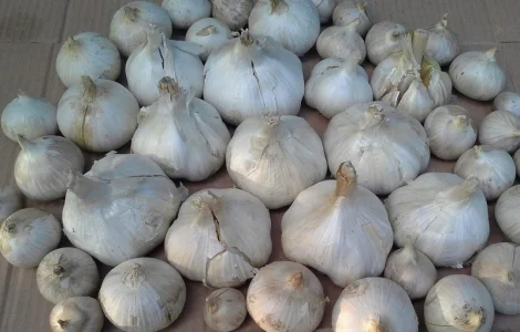 Чеснок Рокамболь однозубка: испанский, кипрский, голландский