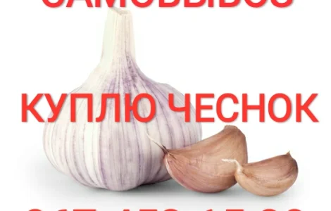 Куплю чеснок приезжаем сами