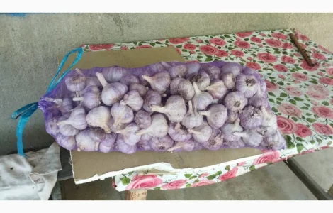 Купуємо часник від 4 см