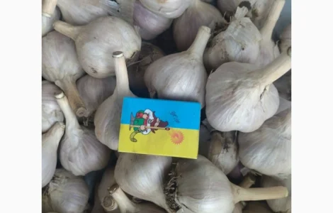 Продам домашній часник