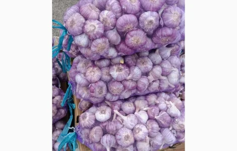 Куплю часник всіх розмірів від 300 кг