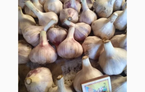 Куплю часник всі фракції від 3 см