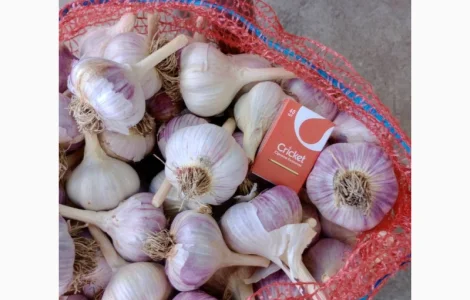 Куплю часник товарний від 4