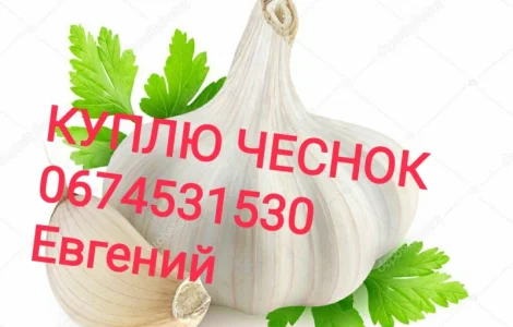 Куплю чеснок товарный, зубок, переработка берем все
