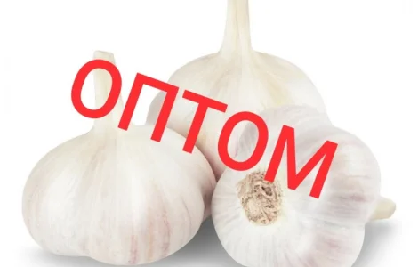 Куплю чеснок оптом дорого