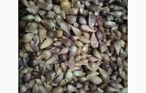 Продам часник товарний