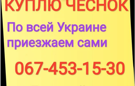 Куплю чеснок по всей Украине (зубок, переработка)