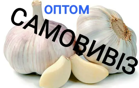 Куплю чеснок оптом. Заберемо весь